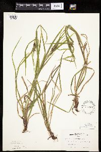 Carex intumescens image