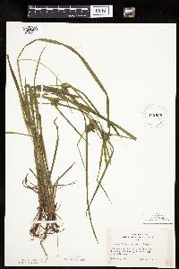 Carex intumescens image