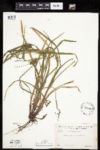 Carex intumescens image
