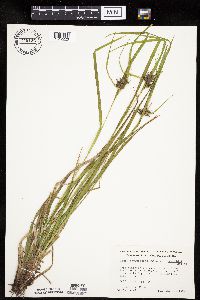 Carex intumescens image