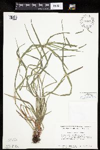 Carex intumescens image