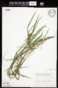 Carex intumescens image