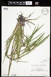 Carex intumescens image