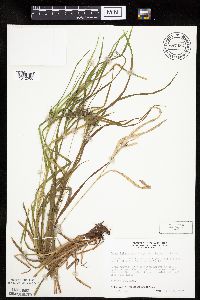 Carex intumescens image