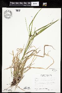Carex intumescens image