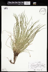 Carex laxiculmis image