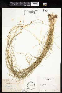 Carex jonesii image