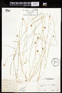 Carex jonesii image