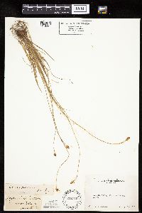Carex jonesii image