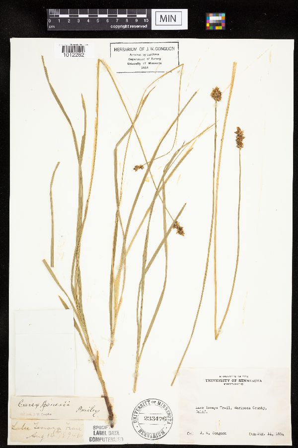 Carex jonesii image