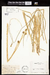 Carex jonesii image