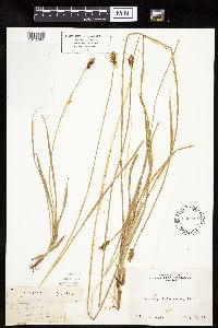 Carex jonesii image