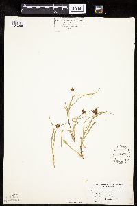 Carex jonesii image