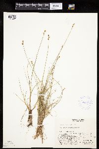 Carex lachenalii image