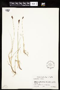 Carex lachenalii image