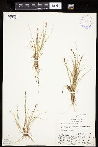 Carex lachenalii image