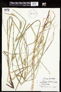 Carex laeviconica image
