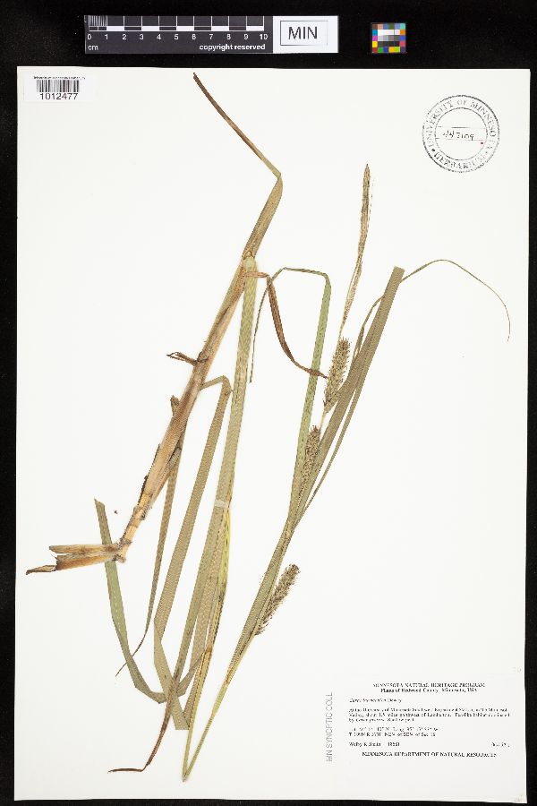 Carex laeviconica image