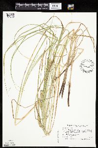 Carex laeviconica image