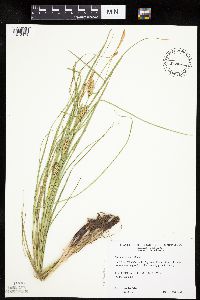 Carex laeviconica image