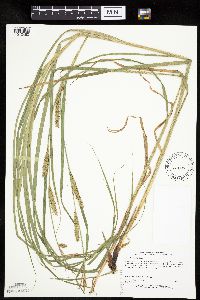 Carex laeviconica image