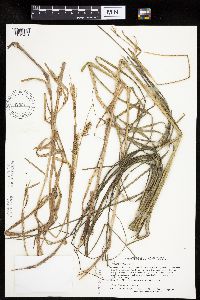 Carex laeviconica image