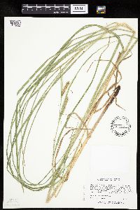 Carex laeviconica image