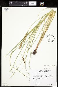 Carex laeviconica image