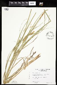 Carex laeviconica image