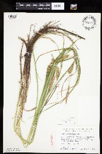 Carex laeviconica image