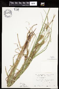 Carex laeviconica image