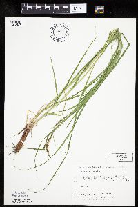 Carex laeviconica image
