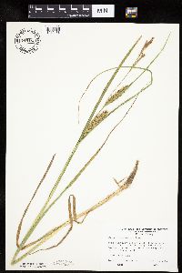 Carex laeviconica image