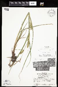 Carex laeviconica image