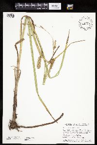 Carex laeviconica image