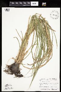 Carex laeviconica image