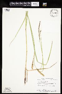 Carex laeviconica image