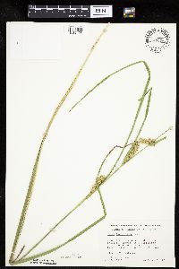 Carex laeviconica image