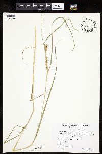 Carex laeviconica image
