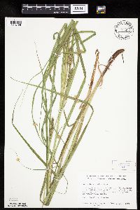 Carex laeviconica image