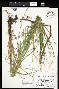 Carex laeviconica image