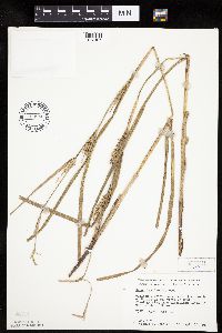 Carex laeviconica image