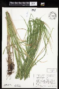 Carex laeviconica image