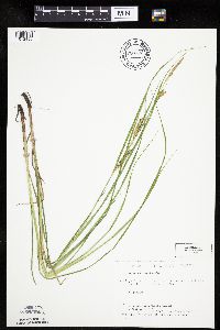 Carex laeviconica image