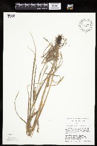 Carex laeviconica image