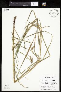 Carex laeviconica image