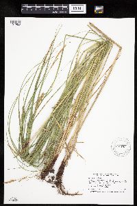 Carex laeviconica image