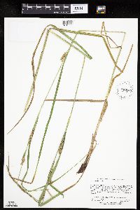 Carex laeviconica image
