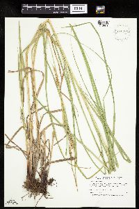 Carex laeviconica image