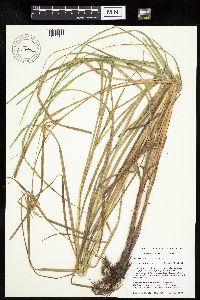 Carex laeviconica image